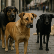 Strassenhunde in der Türkei