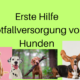 Hundeversorgung mit notfallmaßnahmen