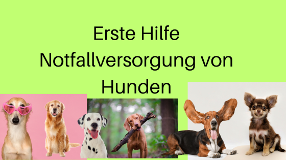 Hundeversorgung mit notfallmaßnahmen