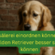 Golden Retriever Opfer von Tierquälerei – sensibler Hund sitzt traurig neben Richterhammer und Gesetzbuch, Symbolbild für Hundeschutz, Tierschutzgesetz, Hunderecht, Tiermisshandlung erkennen und Hundehaltung verbessern.