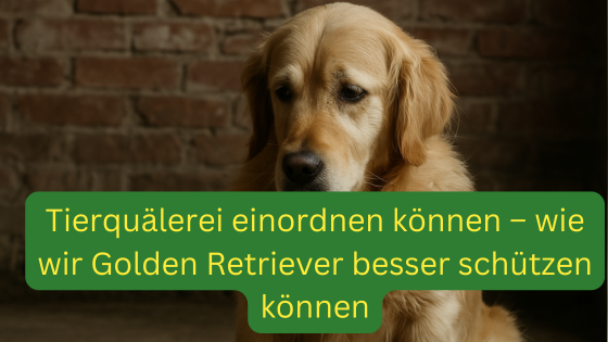 Golden Retriever Opfer von Tierquälerei – sensibler Hund sitzt traurig neben Richterhammer und Gesetzbuch, Symbolbild für Hundeschutz, Tierschutzgesetz, Hunderecht, Tiermisshandlung erkennen und Hundehaltung verbessern.