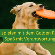 Ein Golden Retriever springt auf einer grünen Wiese in die Luft und fängt eine orange Frisbee. Das Bild zeigt die Freude und Aktivität beim Spielen mit Hundespielzeug – ideal zur körperlichen Auslastung und mentalen Stimulation für Golden Retriever.
