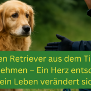 golden Retriever mit ängstlichem Blick sitzt allein im Grünen, während sich ein Helfer langsam mit ausgestreckter Hand und Leine nähert. Ideal für Themen wie verirrter Hund Hilfe, Golden Retriever Straßenfund, scheuer Hund sichern, Hund gefunden was tun, Hunde retten mit Herz, sanfte Hundesicherung, Retriever Einfanghilfe und verlassene Haustiere unterstützen.