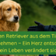golden Retriever mit ängstlichem Blick sitzt allein im Grünen, während sich ein Helfer langsam mit ausgestreckter Hand und Leine nähert. Ideal für Themen wie verirrter Hund Hilfe, Golden Retriever Straßenfund, scheuer Hund sichern, Hund gefunden was tun, Hunde retten mit Herz, sanfte Hundesicherung, Retriever Einfanghilfe und verlassene Haustiere unterstützen.