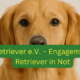 Der Retriever-Verein Pro Retriever engagiert sich im Hundeschutz und vermittelt Glücksfelle.