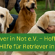 In Not geratene Hunderasse, wie Retriever müssen dringend gerettet werden und vermittelt werden
