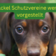 Mehrere Dackelschutzvereine stellen sich vor