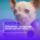 Was macht Chihuahuas so einzigartig? – Der kleine Hund mit der großen Persönlichkeit