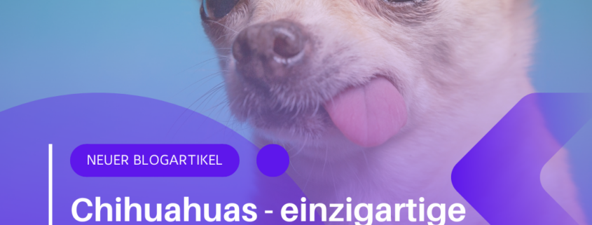 Was macht Chihuahuas so einzigartig? – Der kleine Hund mit der großen Persönlichkeit