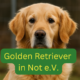 Golden Retriever in Not Verein Hoffnung für Strassenhund