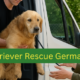 Auf der Webseite Retriever Rescue werden REtrieverhunde vermittelt