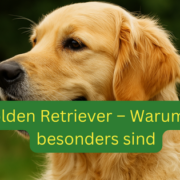 Golden Retriever sitzt entspannt auf einer Wiese im Freien, mit aufmerksamem Blick und typischem goldenem Fell – ideal für Themen wie Golden Retriever Steckbrief, Hunderasse für Anfänger, Retriever Verhalten Beschreibung, Portrait Golden Retriever Hund, Golden Retriever Pflegebedarf, mittelgroße Hunderassen Familienhund, Retriever mit ruhigem Wesen, Hund mit hoher Intelligenz und Sozialverhalten.