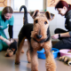 Welsh Terrier